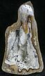 Agatized Fossil Coral From Florida - Florida #22418-1